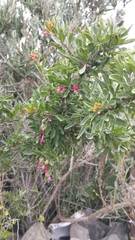 Fuchsia lycioides