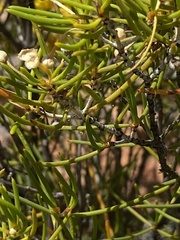 Verticordia chrysantha