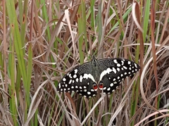 Papilio demodocus demodocus