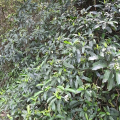 Tabernaemontana ventricosa