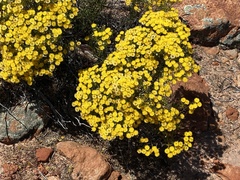 Verticordia chrysantha