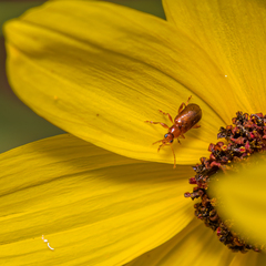 Luperaltica nigripalpis