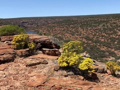 Verticordia chrysantha