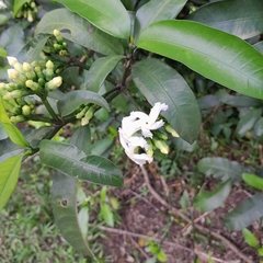 Tabernaemontana ventricosa