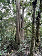 Sapium stylare