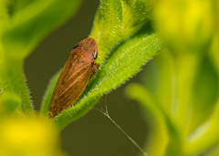 Aphrodes