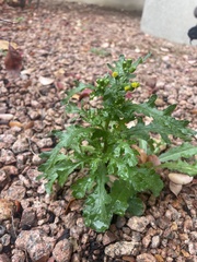 Senecio vulgaris