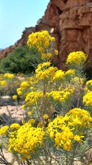 Euryops tenuissimus