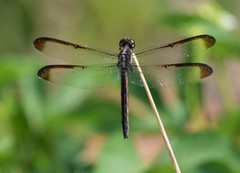 Libellula incesta