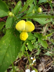 Vigna luteola