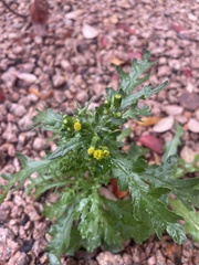 Senecio vulgaris