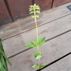 Ocimum obovatum
