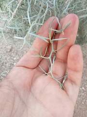 Psorothamnus spinosus