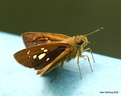 Polytremis lubricans