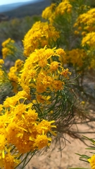Euryops tenuissimus