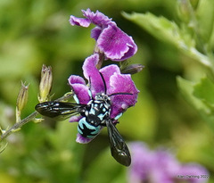 Thyreus himalayensis