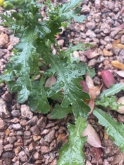 Senecio vulgaris