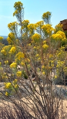 Euryops tenuissimus