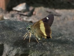 Hasora schoenherr chuza