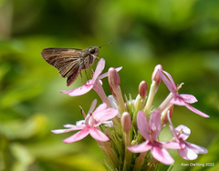 Pelopidas mathias