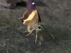 Hasora schoenherr chuza