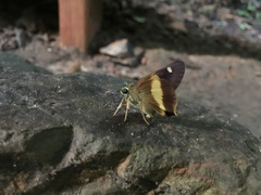 Hasora schoenherr chuza