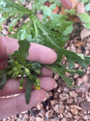 Senecio vulgaris