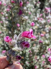 Dasymalla terminalis