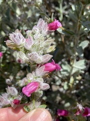 Dasymalla terminalis