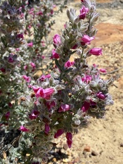 Dasymalla terminalis