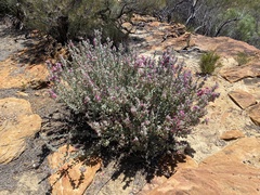 Dasymalla terminalis