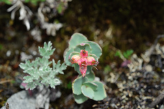 Phedimus subcapitatum