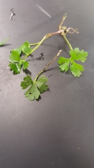 Ranunculus flabellaris