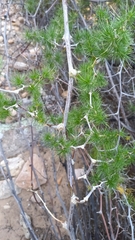 Asparagus