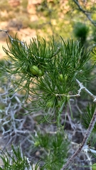 Asparagus