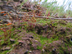 Bryum preissianum