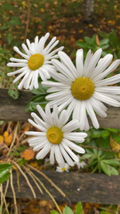 Leucanthemum maximum