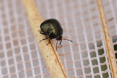 Coptosoma scutellatum