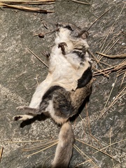 Glaucomys volans