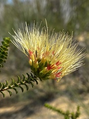 Melaleuca aestiva