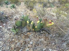 Opuntia huajuapensis