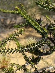 Melaleuca aestiva