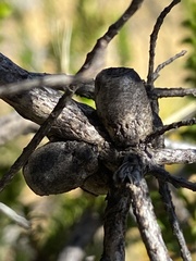 Melaleuca aestiva