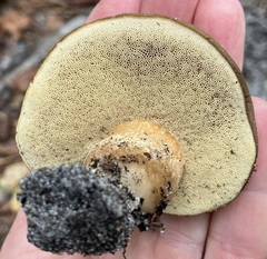 Xanthoconium affine maculosus