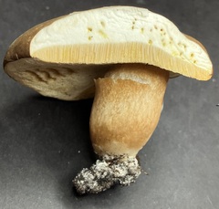 Xanthoconium affine maculosus