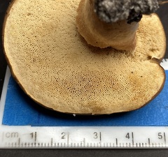 Xanthoconium affine maculosus