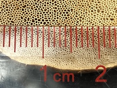 Xanthoconium affine maculosus