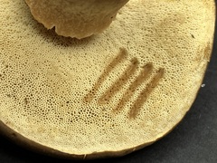 Xanthoconium affine maculosus