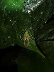 Homoeocerus bipunctatus