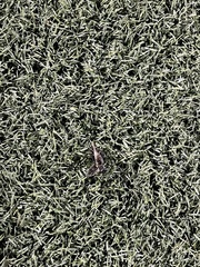 Arphia pseudonietana